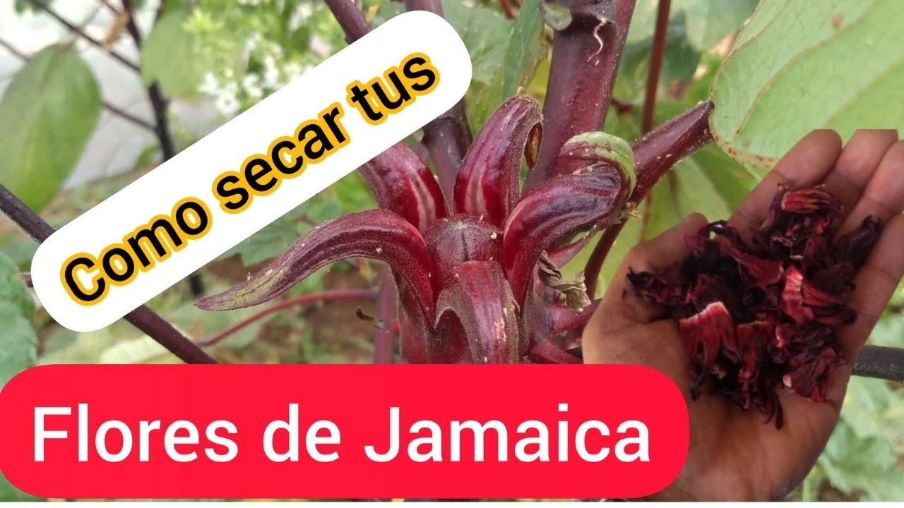 Cómo secar o deshidratar la flor de Jamaica. 𝗖𝘂𝗿𝘀𝗼 𝗴𝗿𝗮𝘁𝘂𝗶𝘁𝗼.
