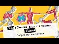 ЗНО з Біології - Відео 4. Групи м'язів та їх функції - Біологія людини | brames