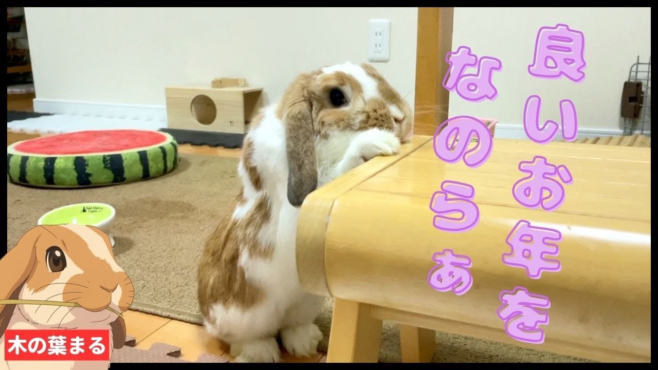 Kamo 可愛い垂れ耳ウサギ 垂れ耳が可愛くて人気のロップイヤーとは？