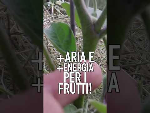 Video: Suggerimenti per la coltivazione di melanzane in contenitori