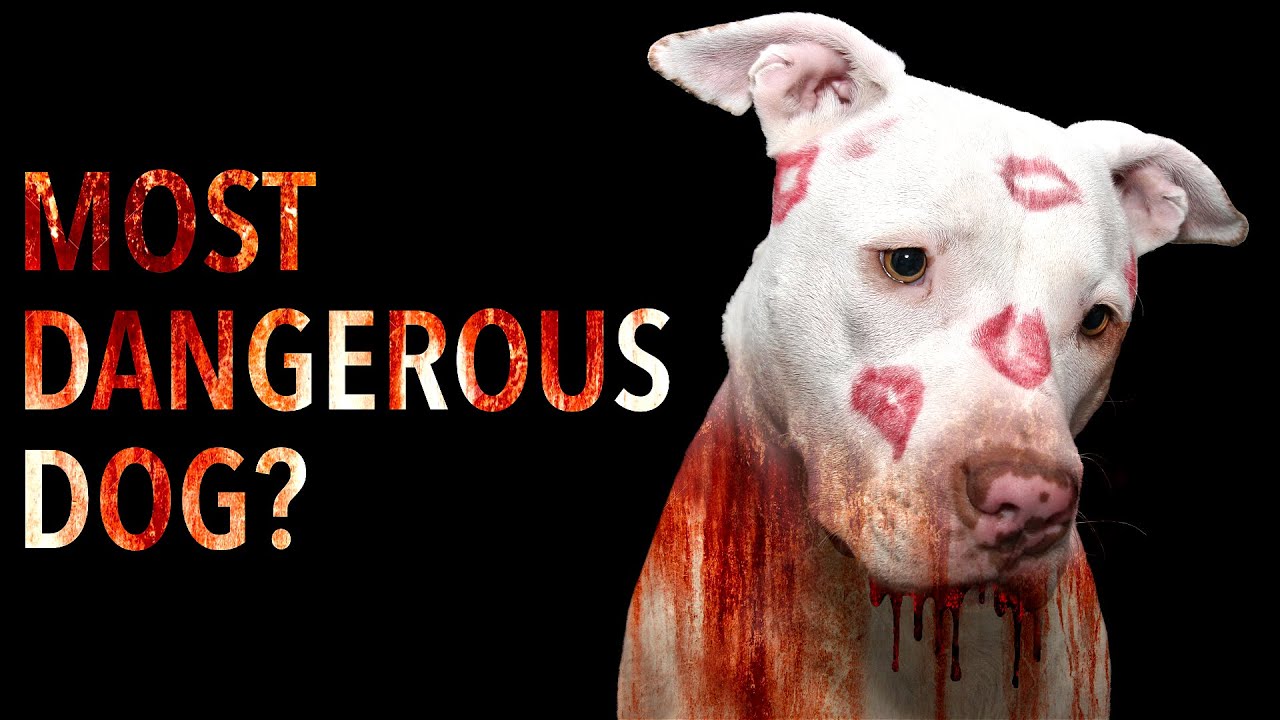 Interesting Facts About Most Feared Dog | American Pitbull Terrier