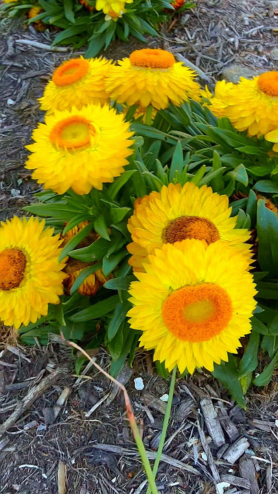 SPRING FLOWERS 2025 #spring2025 #flowers #parks #gardens #melbourne