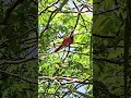 Red cardinal Playa del Carmen Mexico tropical Caribbean jungle park bird life #nature #travel
