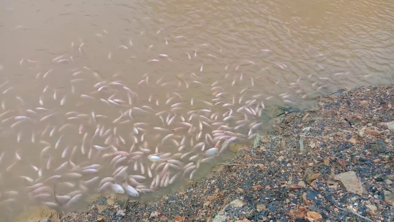 ikan talapia merah 
