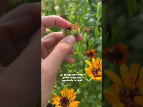 Video: Vermeerdering van Calendula-zaden - Leer hoe u Calendula-planten kunt vermeerderen