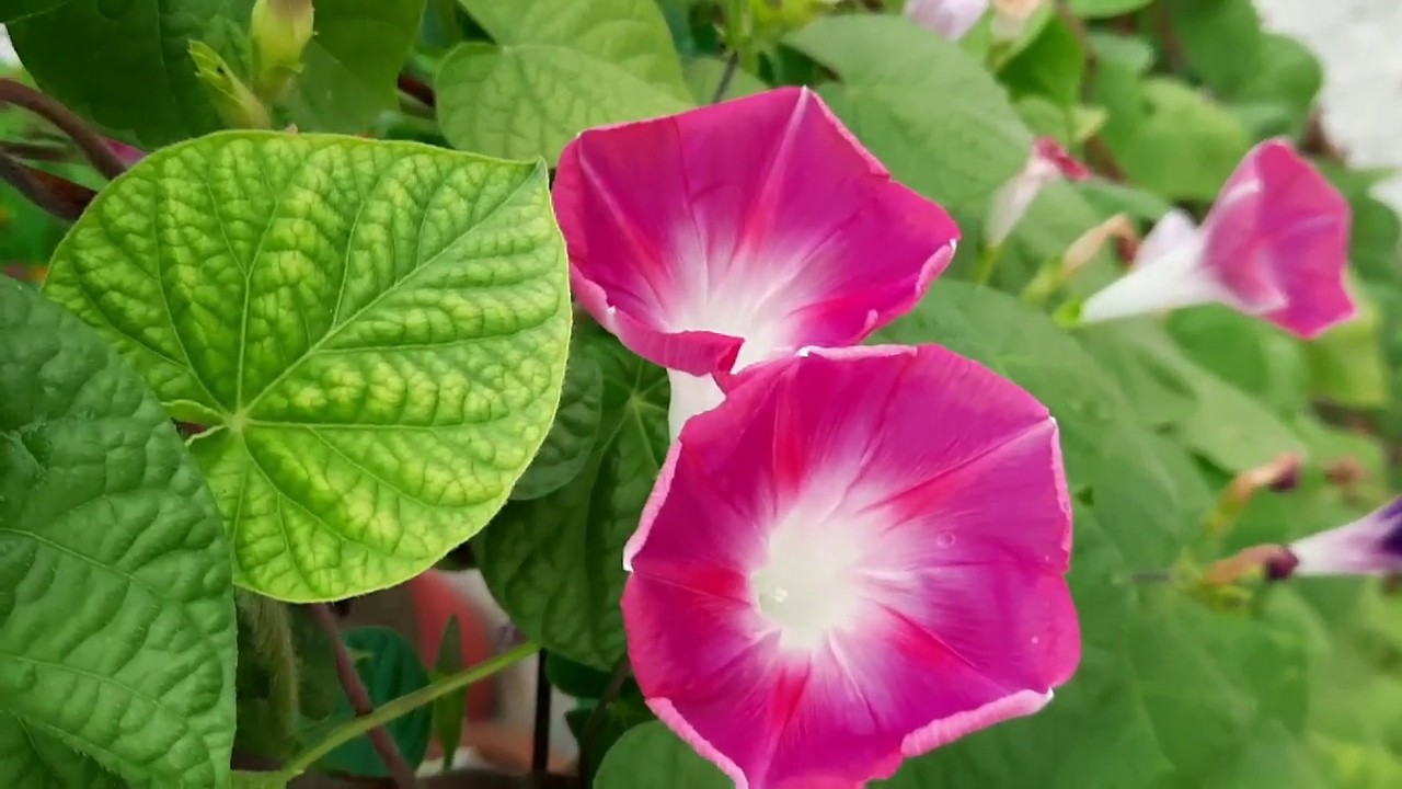 Morning Glory Easy to Care Flowering Plant How to
