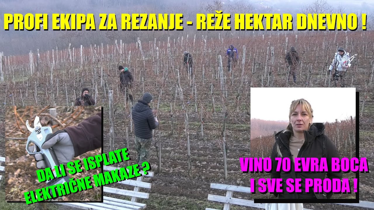 KADA REZAČI RADE PROFI - NAJOBRAZOVANIJA EKIPA U SRBIJI - evo kako se radi REZDIBA vinograda