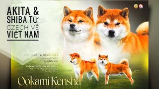 Tập 1: Đón những chú Chó từ Cộng hòa Czech về Việt Nam/ Akita Inu & Shiba Inu