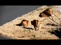 安眠妨害　Disturbance of sleep　〜 Lion 〜　～ 多摩動物公園 ～