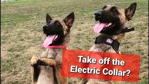 Remove the ECOLLAR? Can we even TRAIN dogs without electric collars??