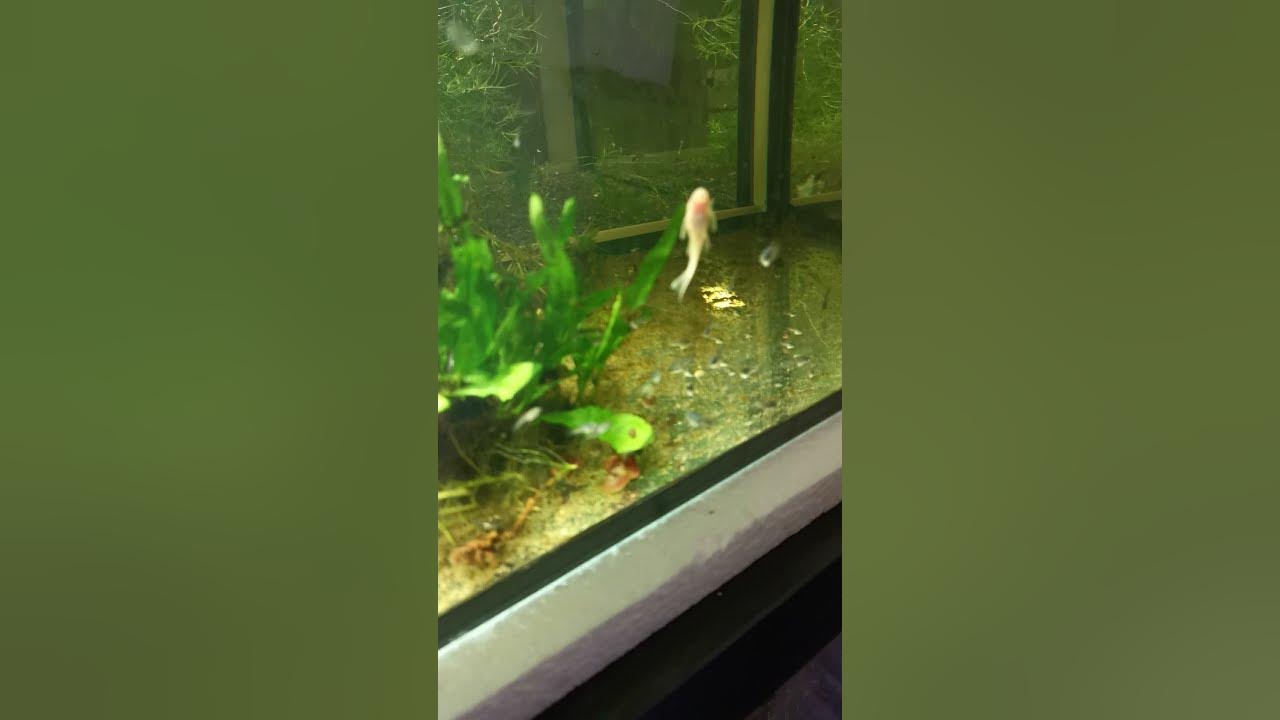 Baby Welse als Algen und Reste Verwerter im Makropoden Aufzucht Becken