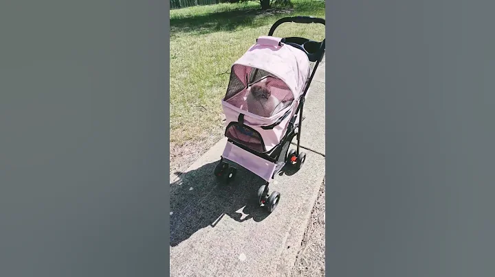 Video 10688031: cute kitten walking, kitten cute love