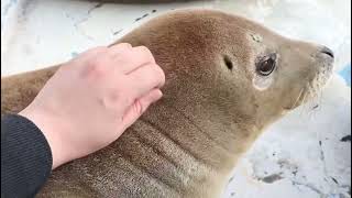 Seal video archive museum: itchy scratch from mama ❤ (ノシャップ寒流水族館/NOSHAPPU AQUARIUM facebook ✨)