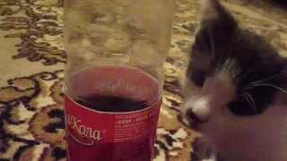 Прикол -смешной маленький котенок))KARINA KOSMO Прикол -смешной маленький котенок))KARINA KOSMO