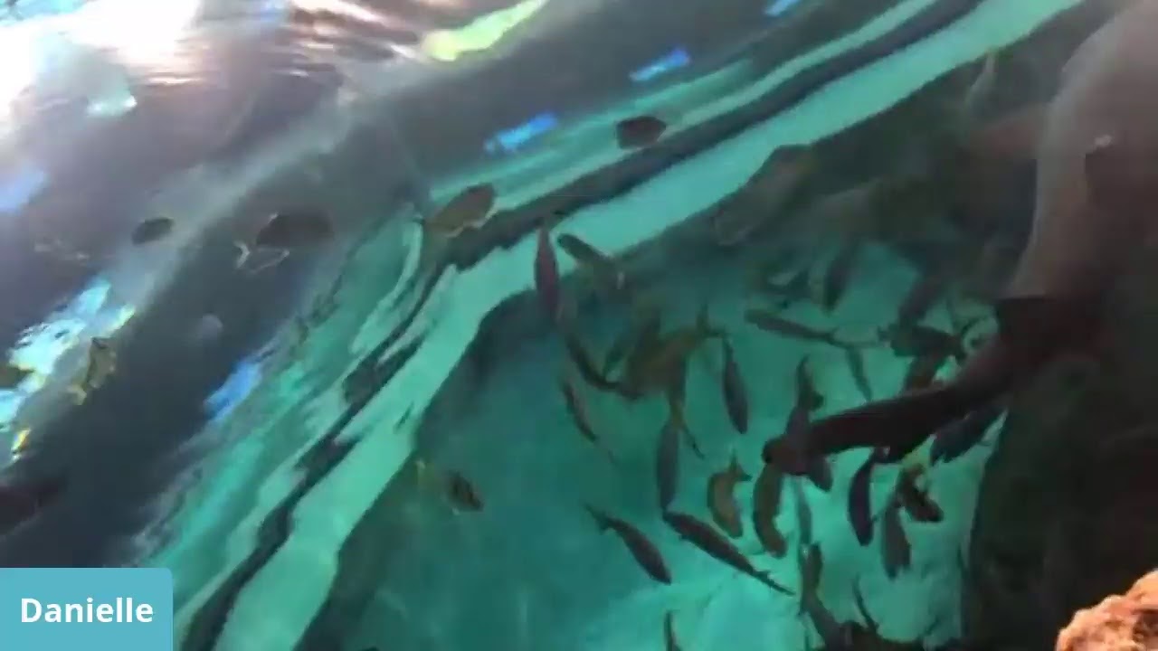 Ripley’s Aquarium of Canada Sand Tiger Shark Feeding YouTube