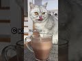 Смешные коты - Майя 😼 #смешныекоты #кошка #смешноевидео