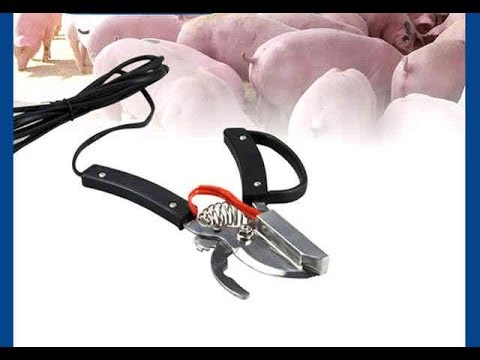 ღორებში კუდის საჭრელი..ფერმერის საჭირო ნივთი.