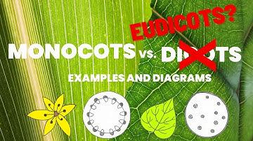 What are Eudicots and Basal Angiosperms? | Flowering Plant Classification