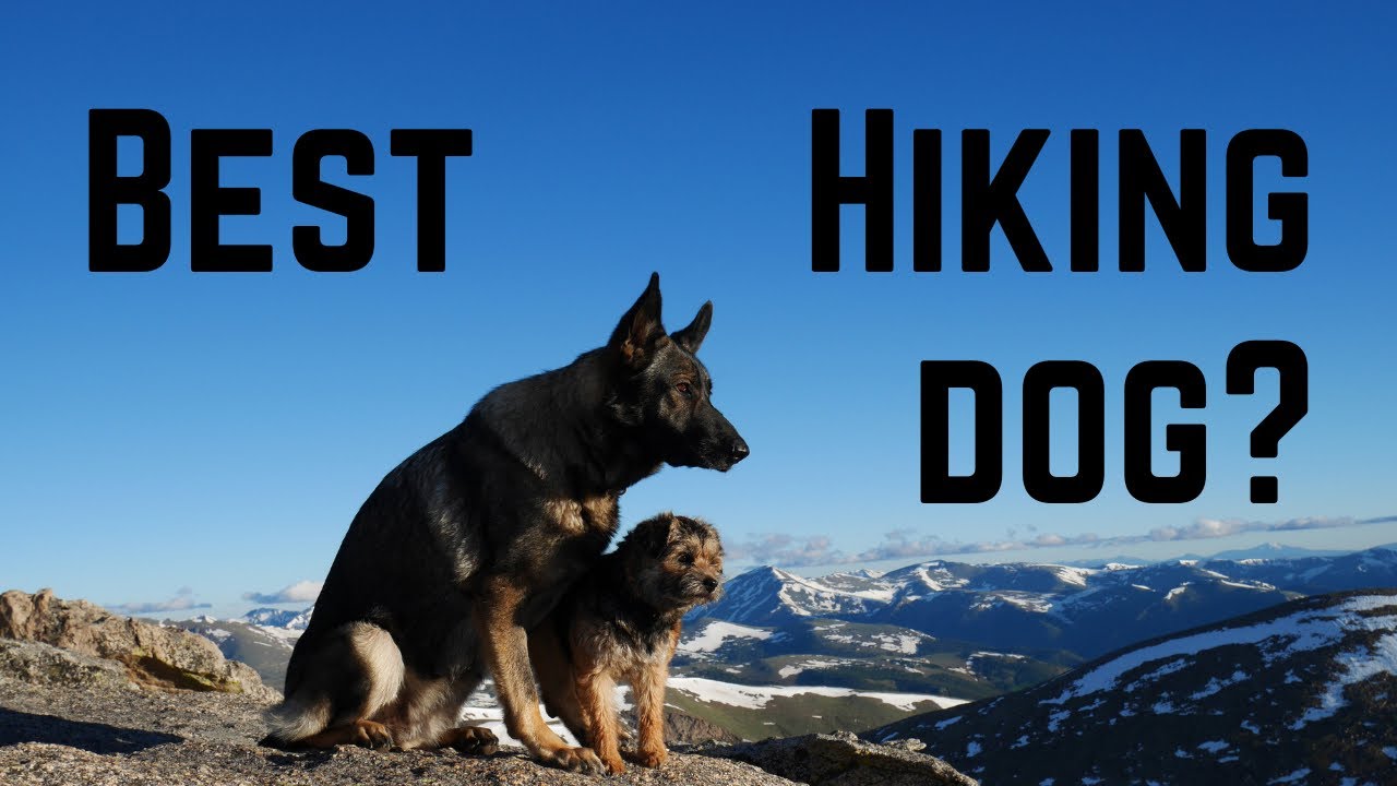 There is No Best Breed of Dog for Hiking! How to Choose the Best