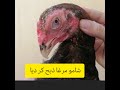 Shamo Murga Zibah Kar Diya || Shamo Chicken || Hafiz Info Hub