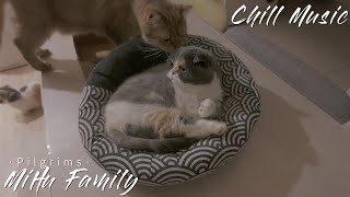 [Chillout with kittens] Pilgrims Chill Music, Background, Work, Sleep, Meditation