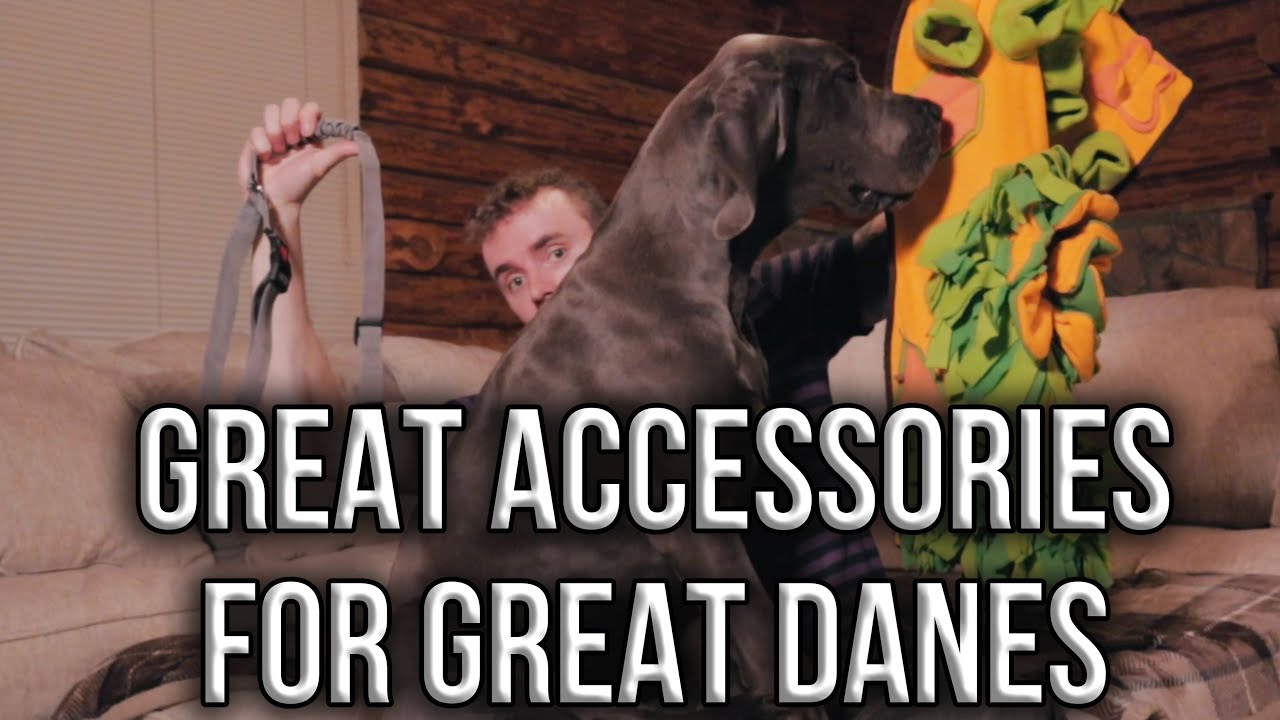Great Danes Great Accessories YouTube