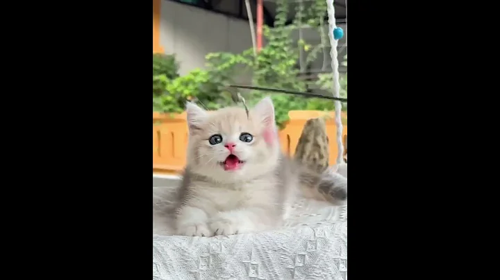 Video 11870771: kitten funny cat sound, cat kitten funny happy, cat funny love kitten