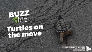 Buzz Bit: How to help a turtle cross the road