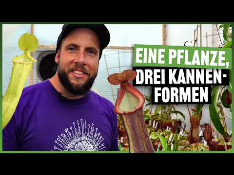 #144 Bodenkanne und Hochkanne, unterschiedliche Kannen bei Nepenthes