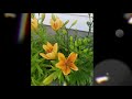 Flowers in my garden  soothing music  ysay dale