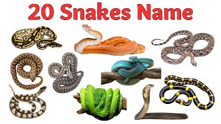 Snakes Names for Kids   Learn Snake Names with Fun Animal Video