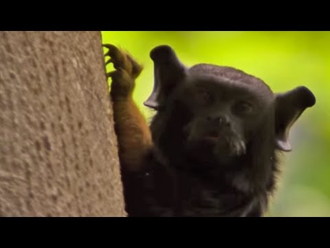 Golden-handed tamarin monkey | Expedition Guyana | BBC