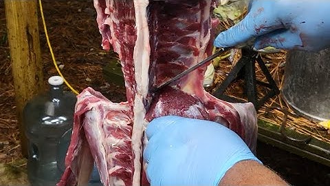 How to Remove Deer Backstrap 🦌 #deer #hunting #howto #tutorial #whitetail