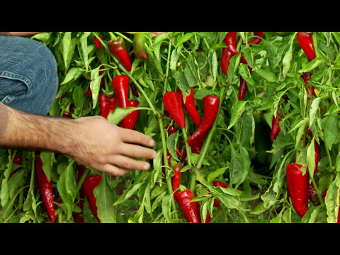 Videó: Trágya borshoz. Talaj előkészítése paprika ültetéséhez. Bolgár paprika: termesztés és gondozás szabadföldön