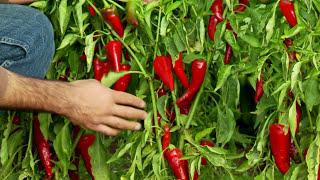 Organic Pepper Production: Soil Preparation to Harvest