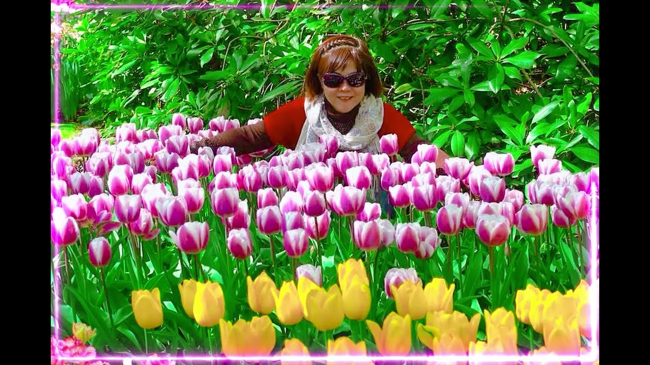 庫肯霍夫鬱金香花園