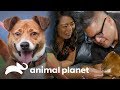 Casal se apaixona por cadelinha à primeira vista | Pit bulls e condenados | Animal Planet Brasil