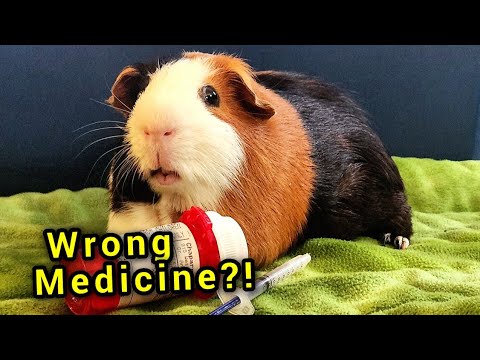 What's The Right Medicine For Your Guinea Pig? - YouTube