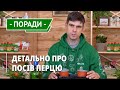 Перець гострий кімнатний. Посів у горщики для вирощування на підвіконні. Розсада з насіння