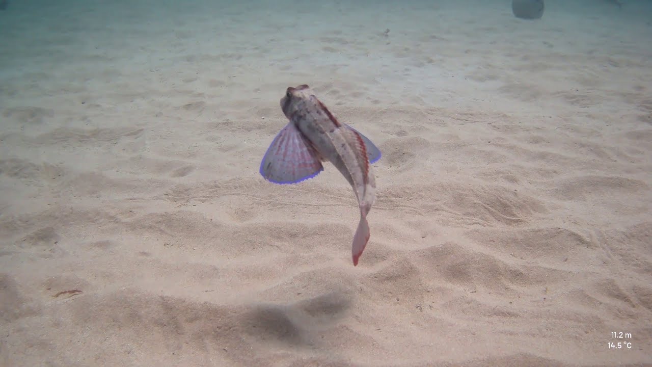 Essai Paralenz Vaquita par Plongeur.com