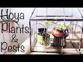 Hoya, Plants, and Pests