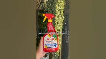 Sevin saves my mealy infested Hoya polyneura 🌿 This is a #plantlover must have! #sevinpartner