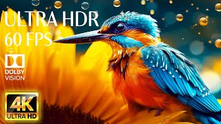 4K HDR 60fps Dolby Vision with Animal Sounds & Peaceful Music (Colorful Dynamic)