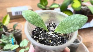 картинка: ХОЙИ В УХОДЕ НОВИЧКА 😉 НОВИНКА с о.Калимантан