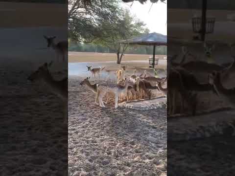 غزال الارقط سهولة معرفة الذكر والانثى