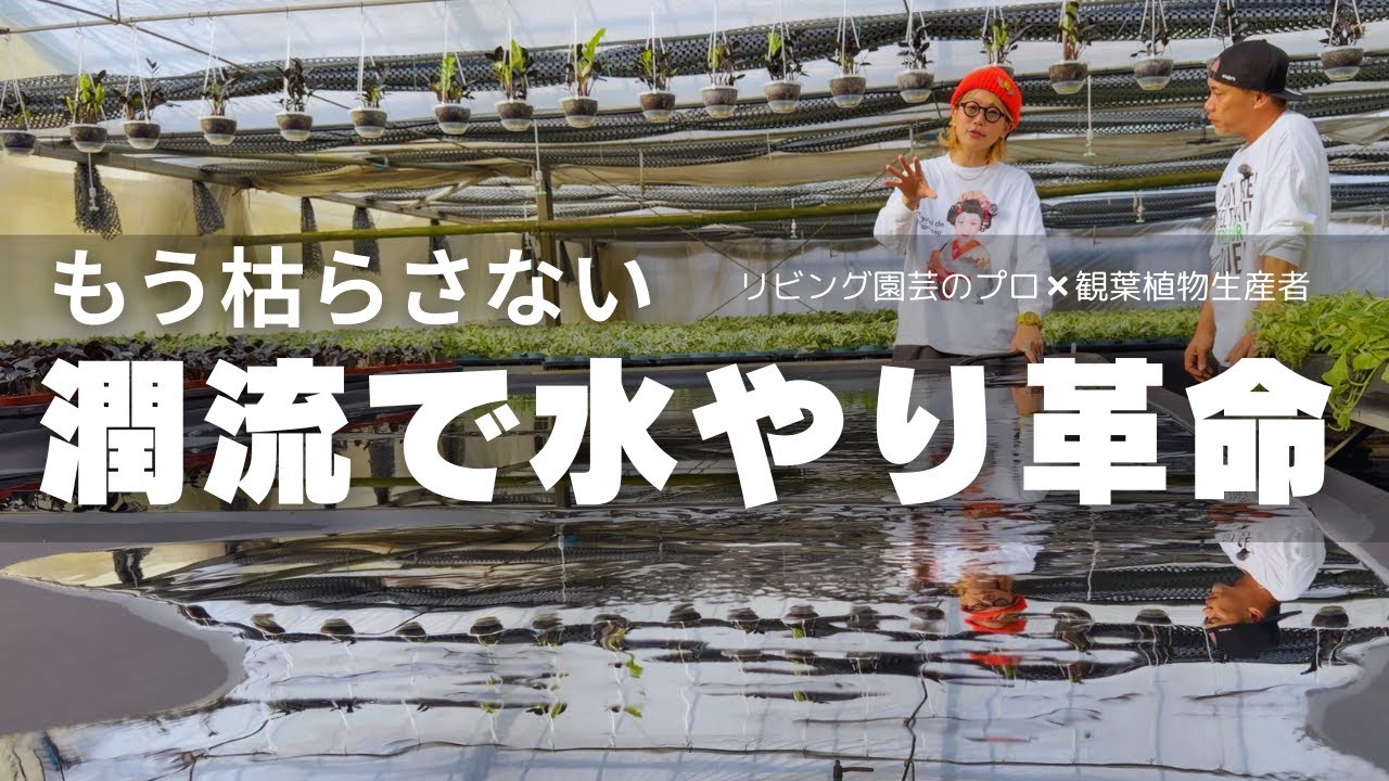 【保存版】「水やりが苦手」な人ほどハマる潤流の水やり革命【観葉植物生産ハウス編】