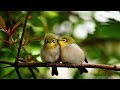 Sweet people  et les oiseaux chantaient 4k