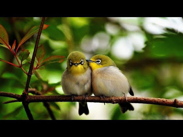 Sweet People - Et les oiseaux chantaient