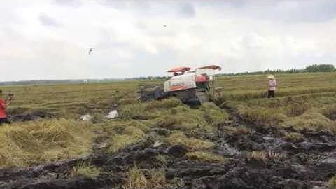 Combine Harvester | Máy Cắt Lúa Yanmar Aw82v Chạy Ruộng Lầy Quá Khỏe Rice Cutting Machine, RCM49