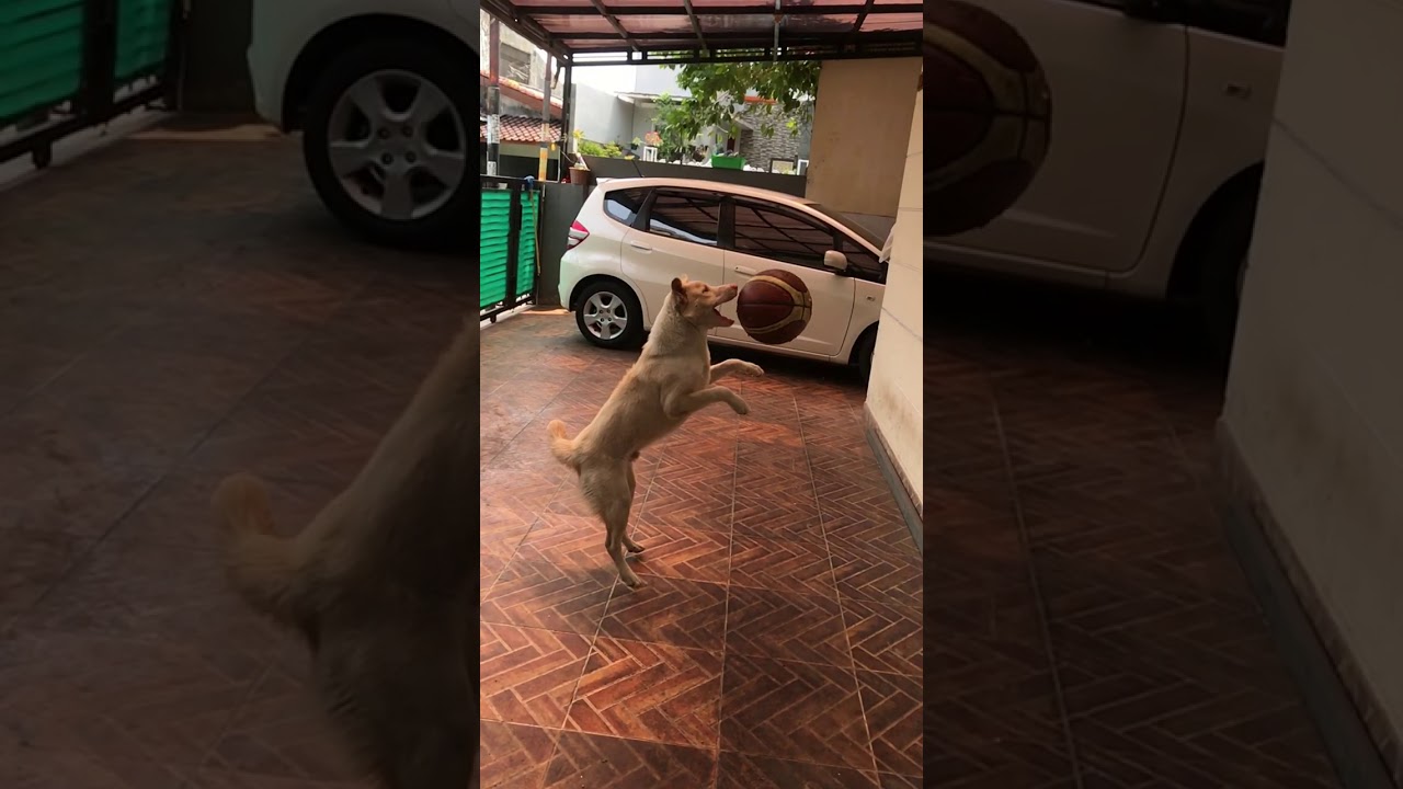 goldenratio 1.0 goldenratio 1.0